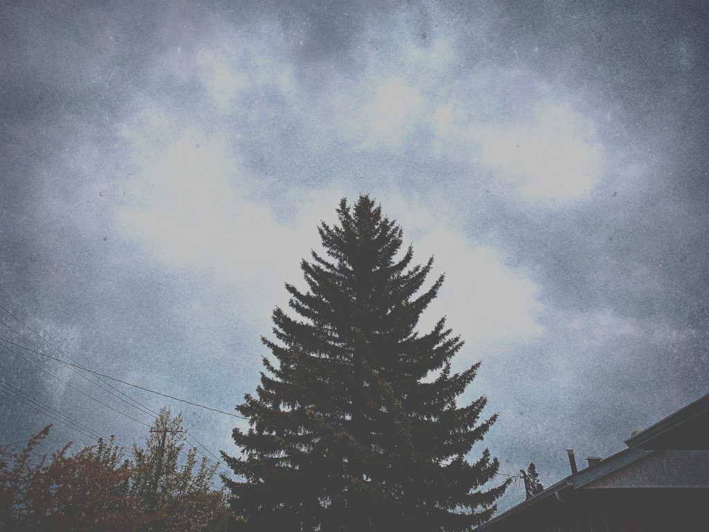 lone evergreen tree on a cloudy day